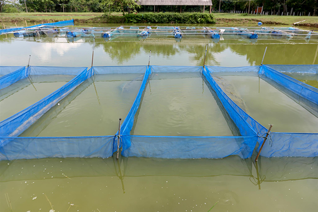 Composição Nutricional, diferenças entre o peixe selvagem e o peixe de cativeiro