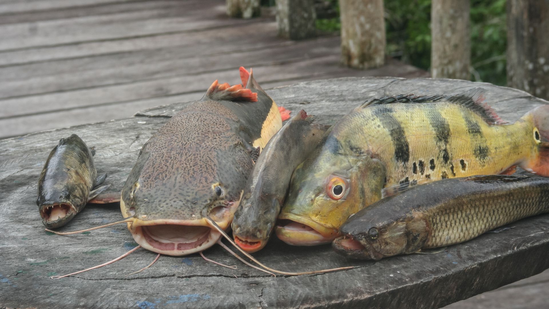 Espécies de peixes potenciais na Amazônia para a aquicultura nacional