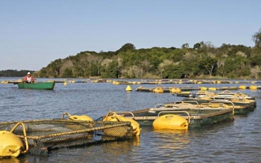 Oportunidades e desafios do mercado de piscicultura no Brasil em 2024